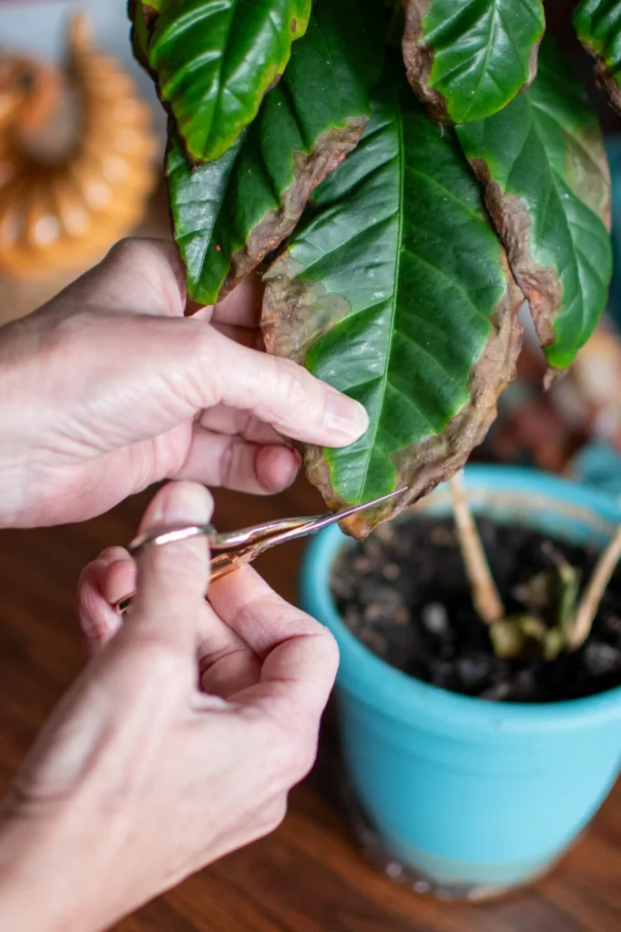 houseplant leaves showing dryness from low humidity indoors.