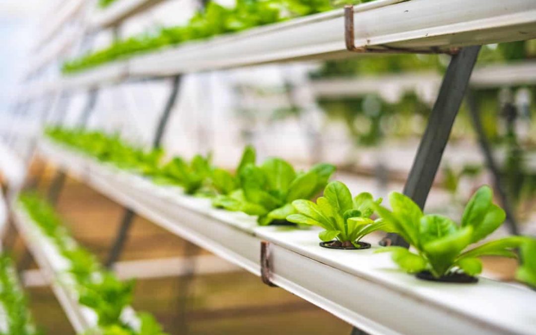 Can You Grow Plants Without Soil? Exploring Hydroponic Options