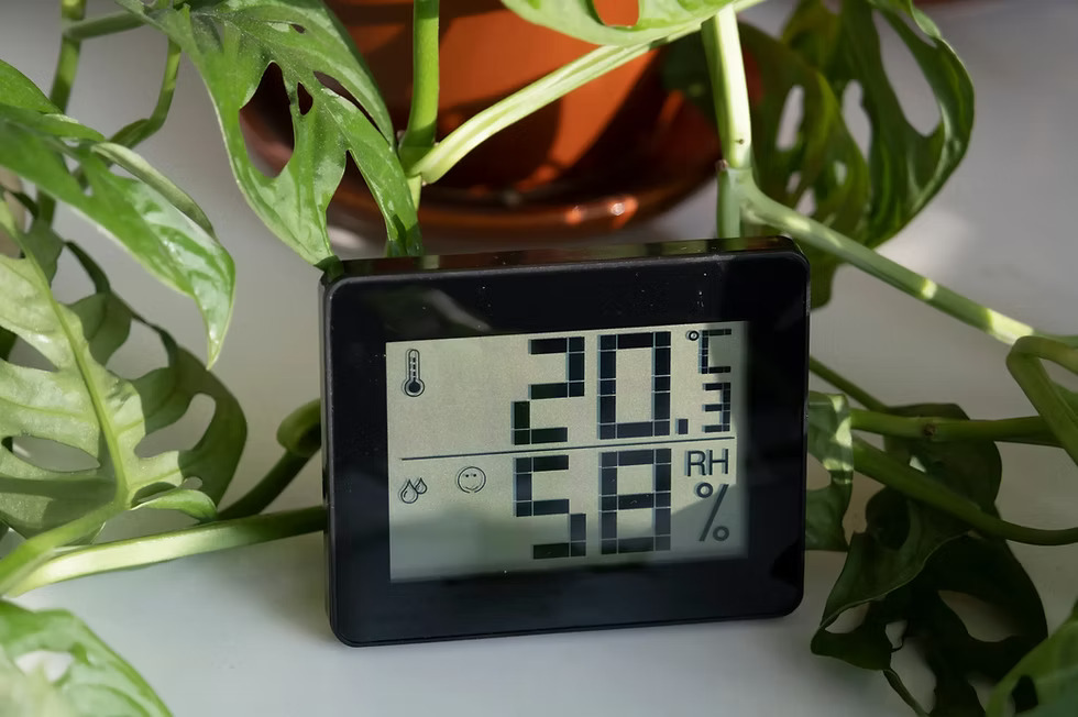 digital hygrometer showing indoor humidity percentage near plants.