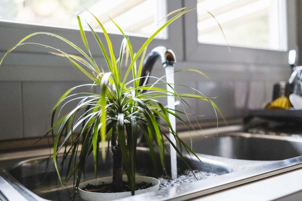 flushing indoor plant soil to remove built-up fertilizer salts.