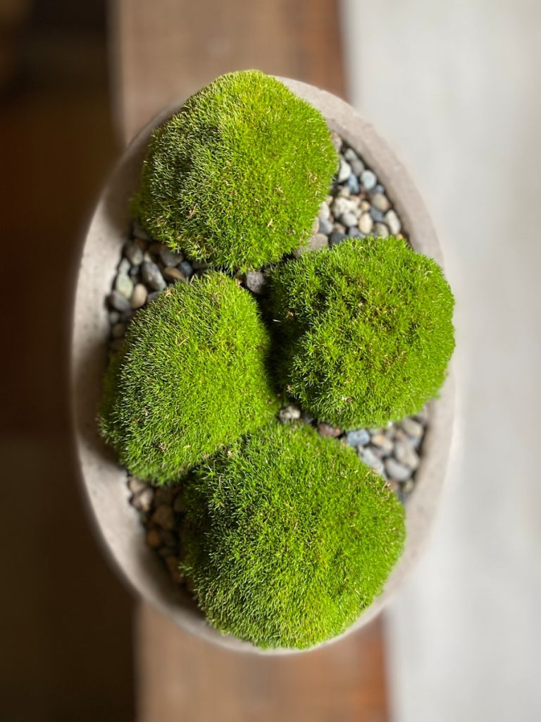 indoor moss garden in a shallow dish with stones and driftwood