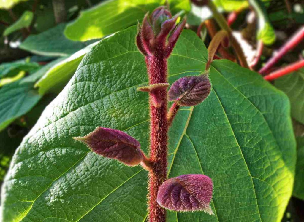 young kiwi plants in pots at a garden centre, ready to be planted at home