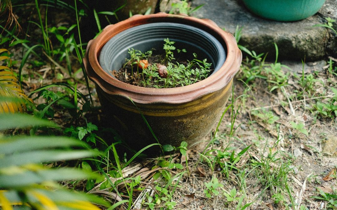 refreshing old potting mix with compost and perlite for indoor plants.