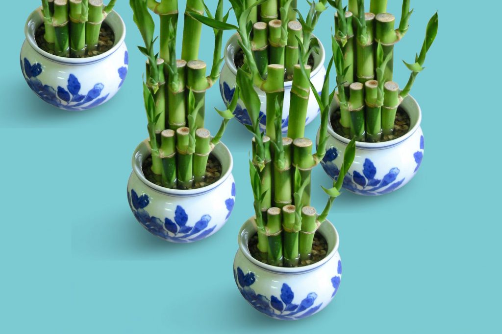 indoor bamboo plants grouped in matching ceramic pots on a shelf