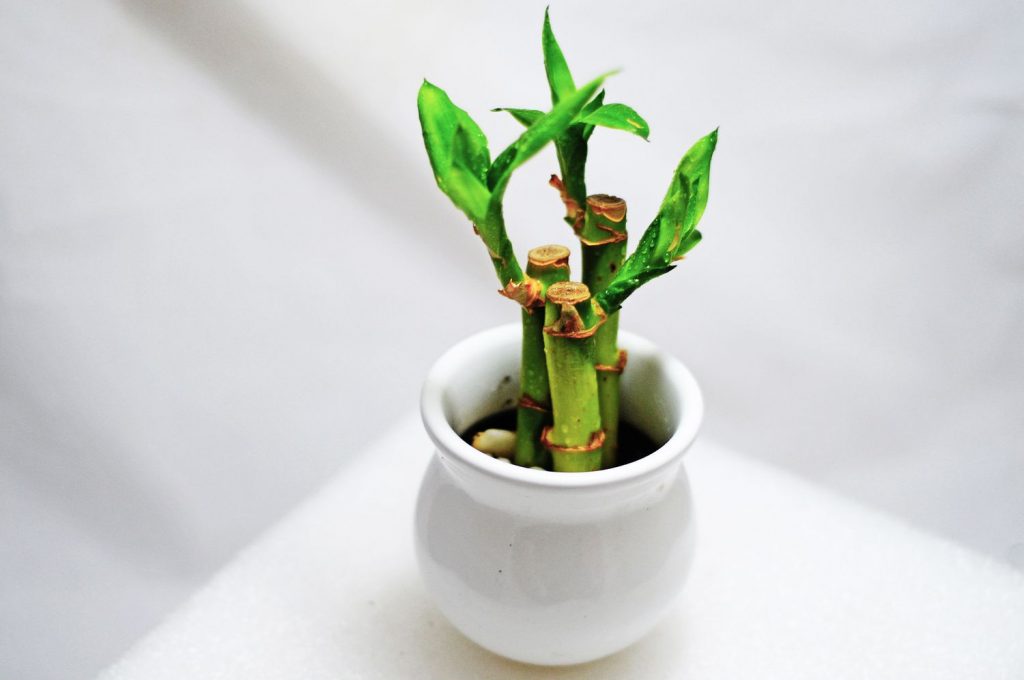 lucky bamboo plant in soil in a shallow ceramic pot on a bright indoor shelf.