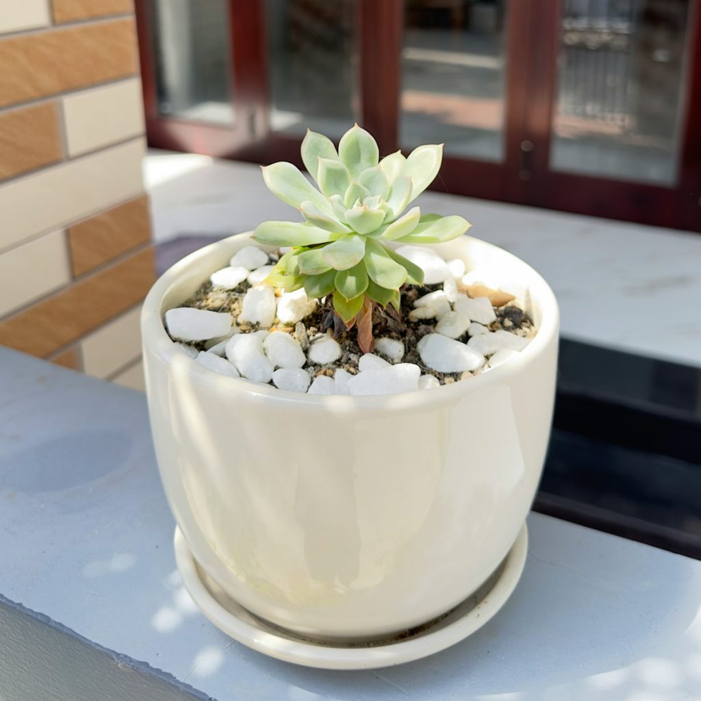 indoor succulent garden in a shallow ceramic bowl