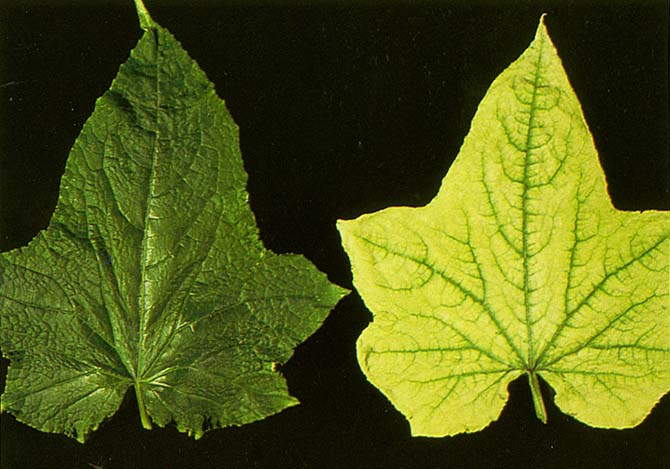 comparison of healthy and nutrient-deficient indoor plant leaves.