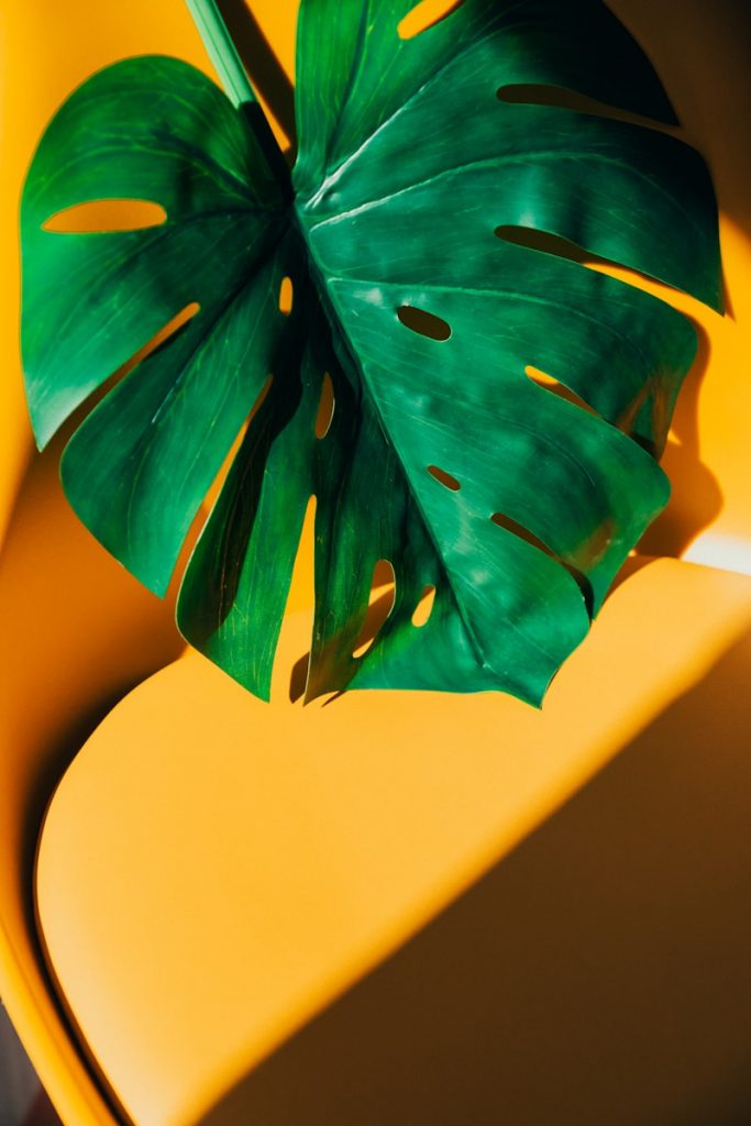 Swiss cheese plant in bright indirect light near a window