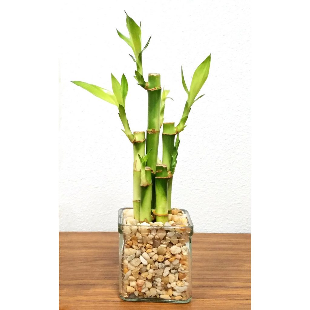 lucky bamboo grown in water in a glass vase.