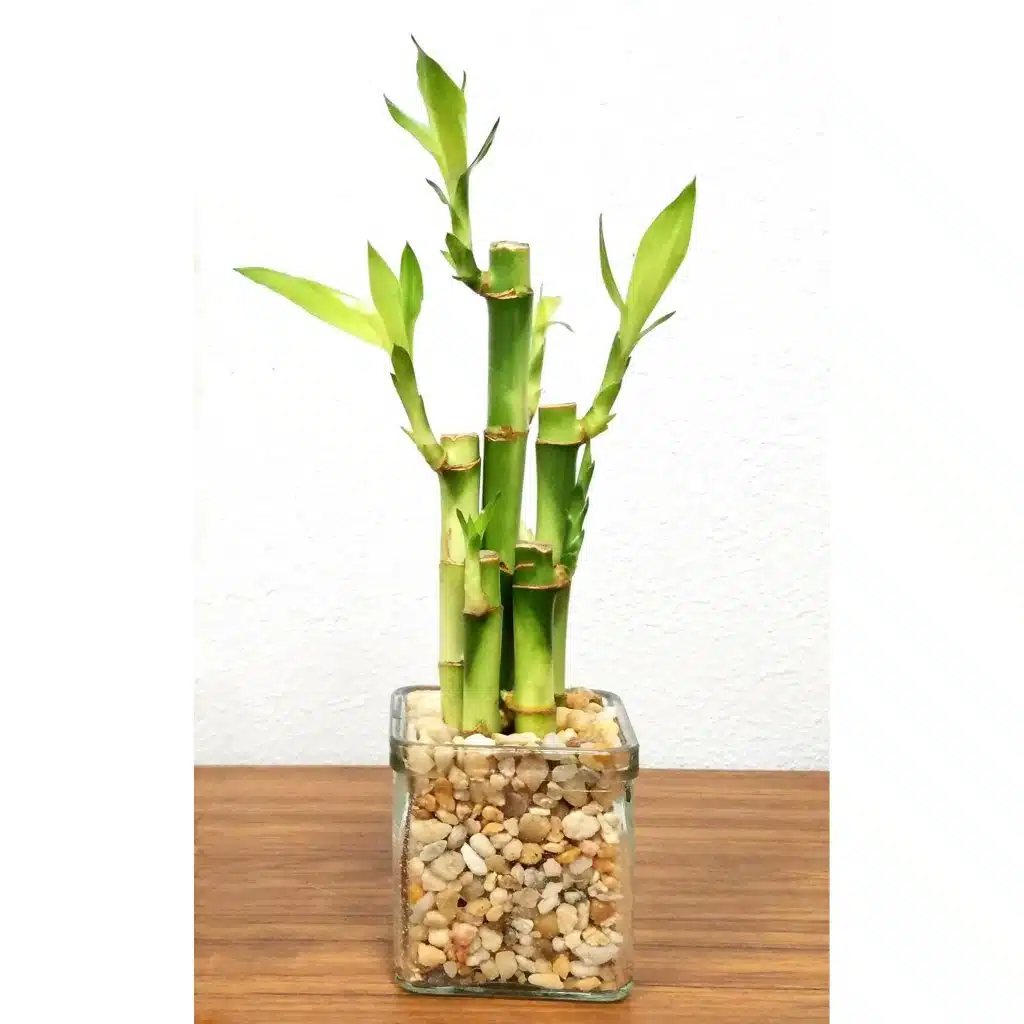 Lucky bamboo canes supported by pebbles in a glass container