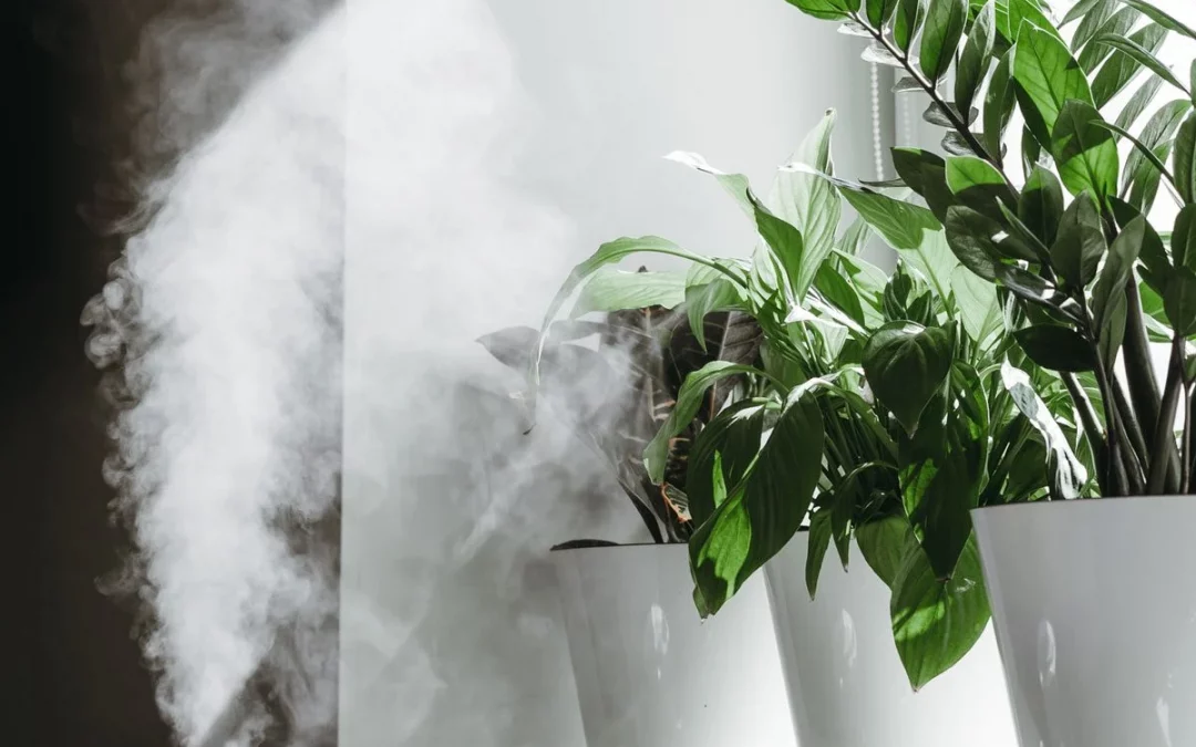humidifier near houseplants increasing humidity levels indoors