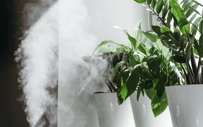 How to Balance Humidity for Indoor Plants (Avoid Dry Air & Leaf Curl)