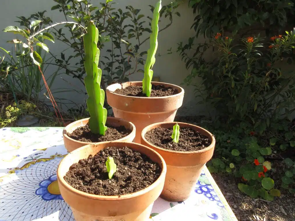 Dragon fruit cuttings planted upright in terracotta pots