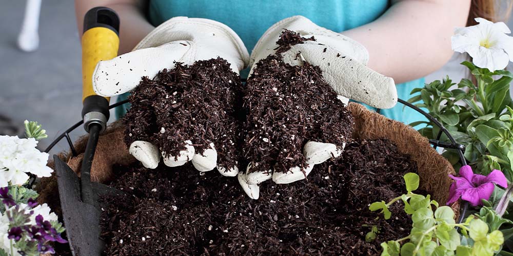 refreshing old potting mix for indoor plants