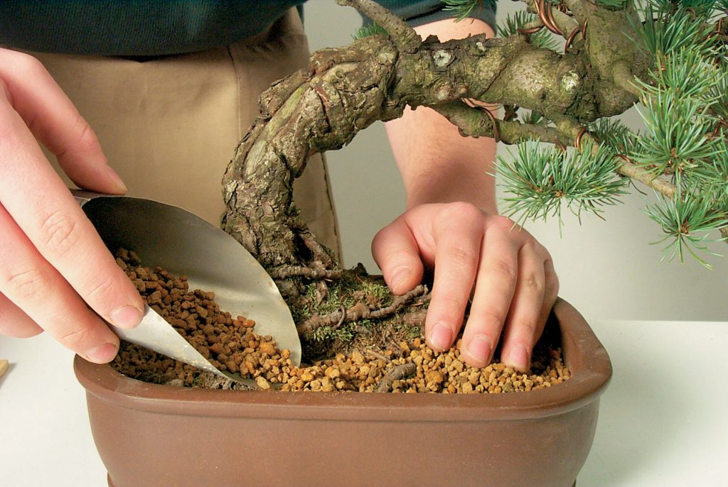 repotting a Chinese elm bonsai into a shallow ceramic pot with free-draining soil