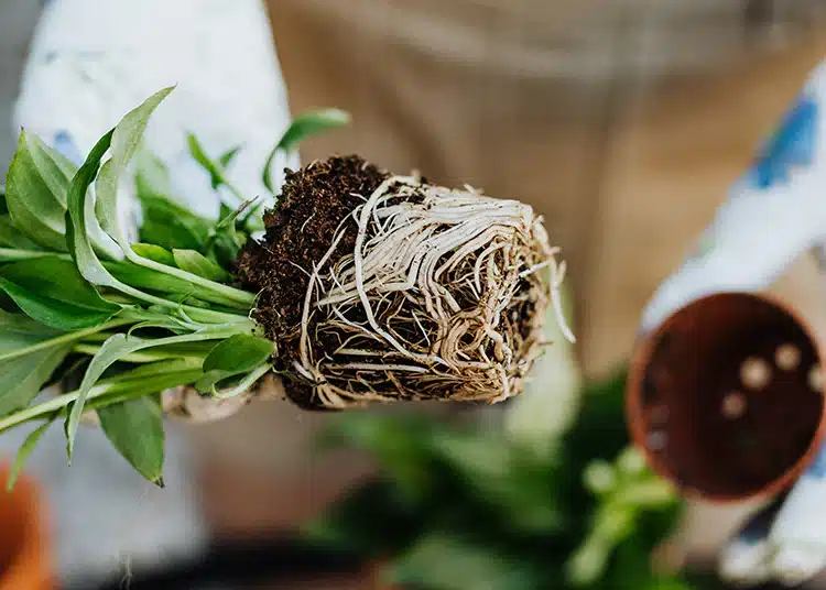 Signs Your Indoor Plant Needs Repotting (Don’t Miss These Clues)