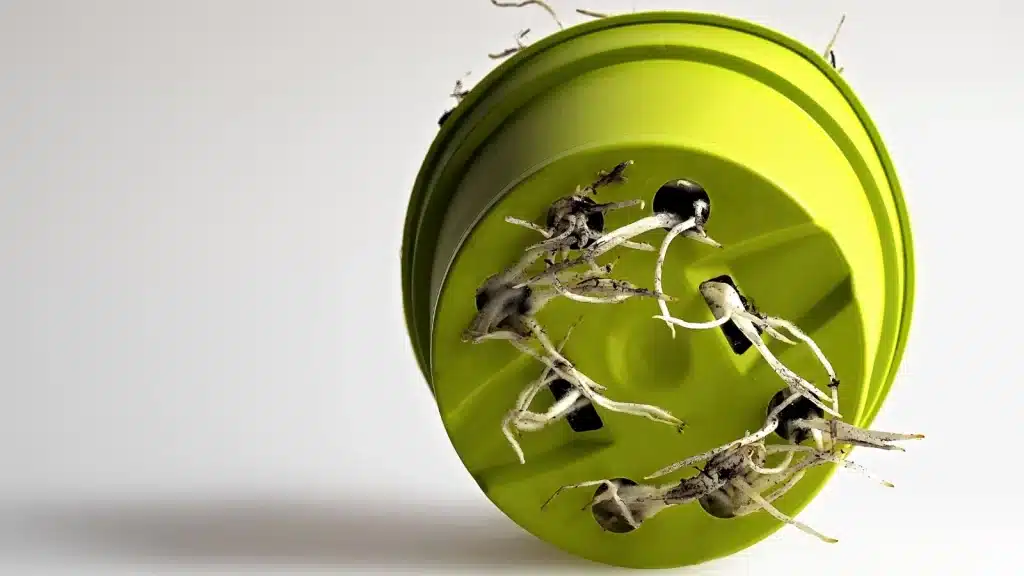 roots growing through drainage holes of indoor plant pot.