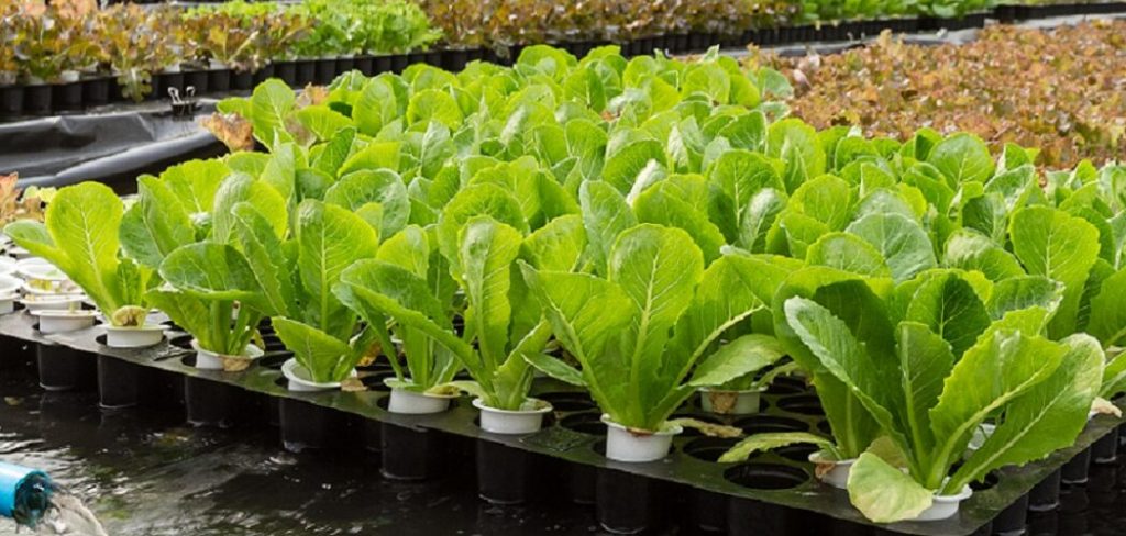 leafy greens growing in indoor aquaponic garden