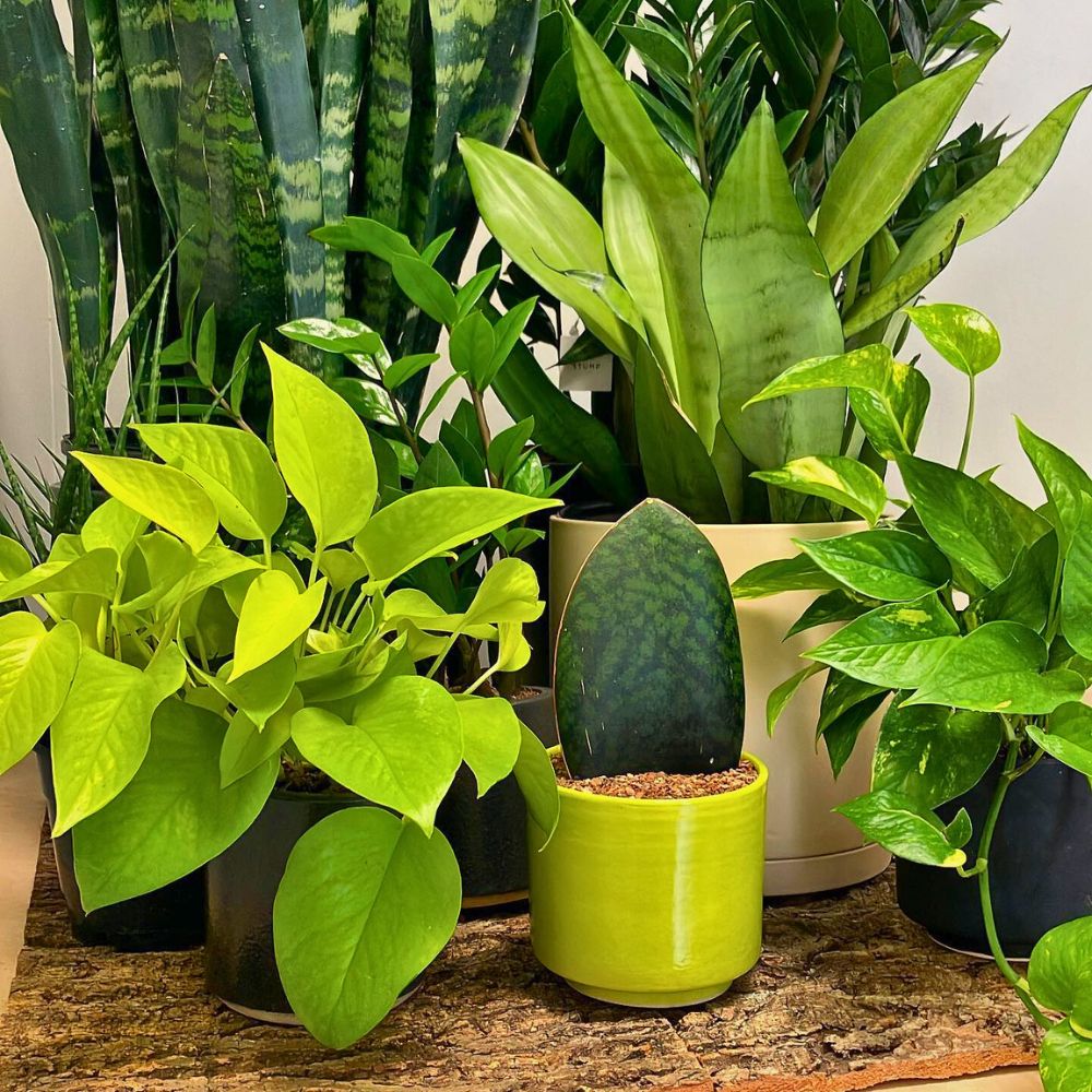 selection of low-maintenance indoor plants in pots on a bright windowsill.