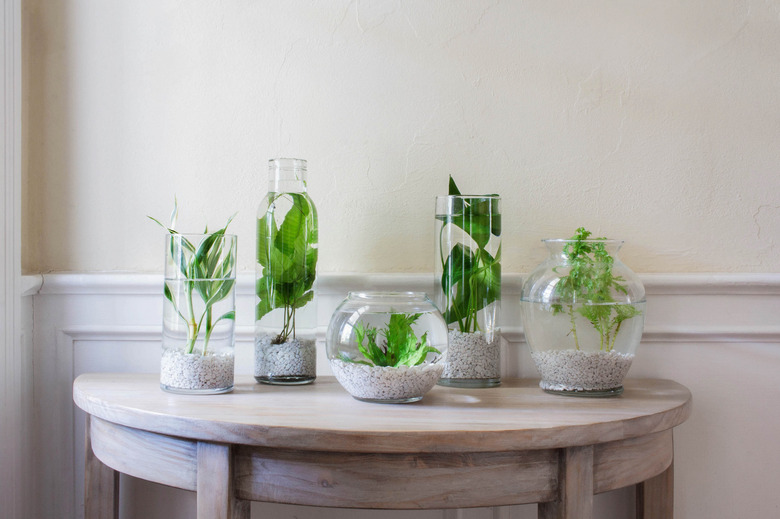 indoor water garden on windowsill with floating plants