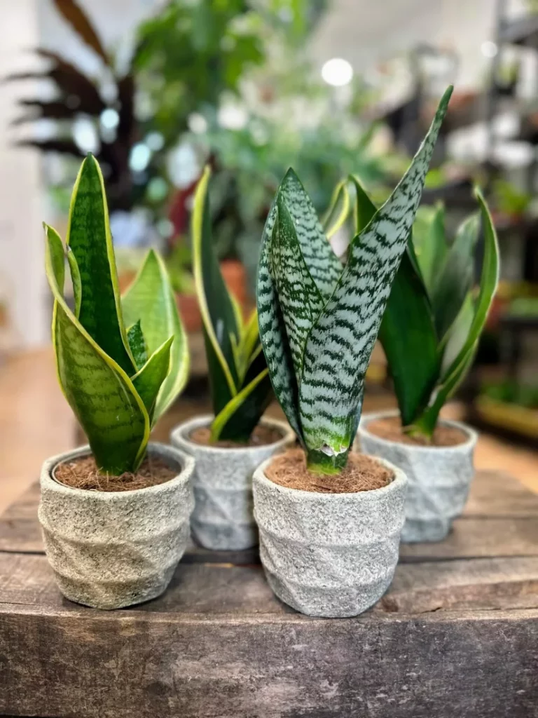 air-purifying indoor plant corner with snake plant, peace lily, and ZZ plant
