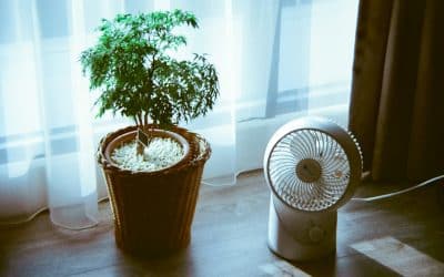 How Air Circulation Affects Indoor Plant Health (The Overlooked Growth Factor)