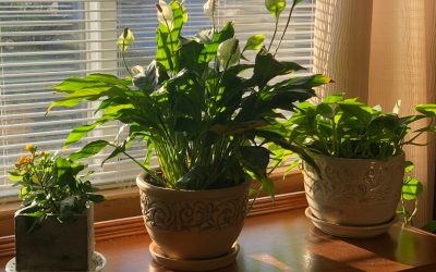 Low Maintenance Indoor Plants