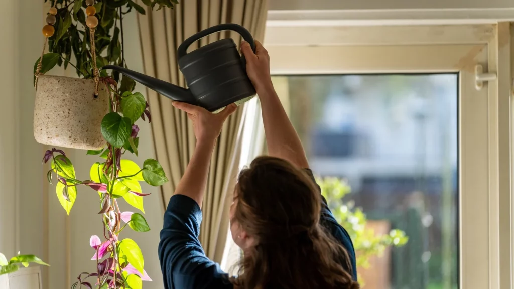 watering a hanging houseplant over a sink to let excess water drain.