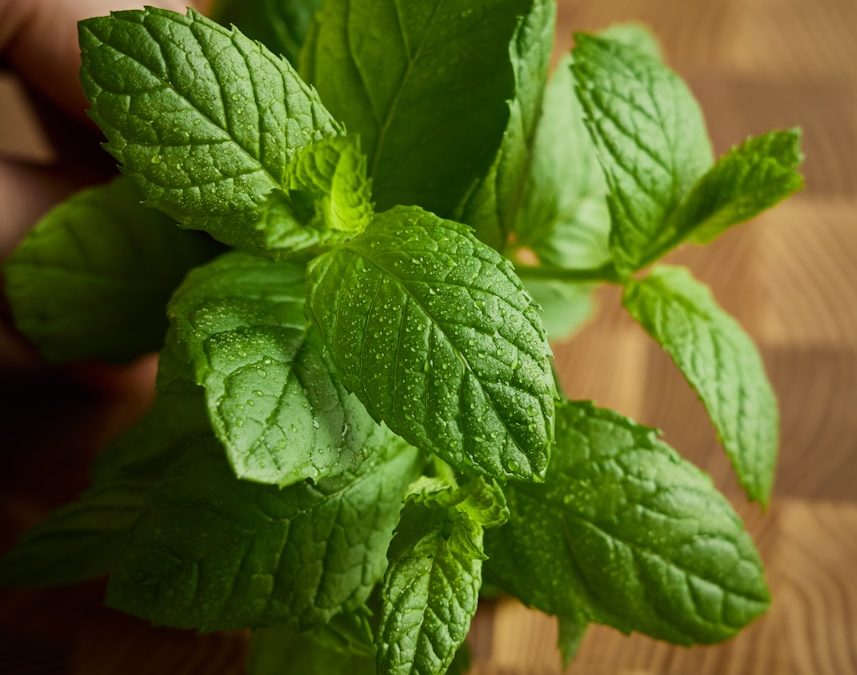 Healthy green mint plant