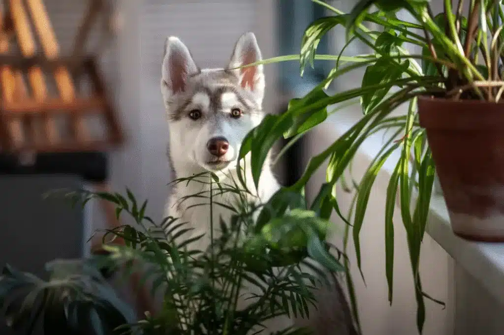 Dog relaxing in a living room with several pet-safe houseplants on shelves and stands