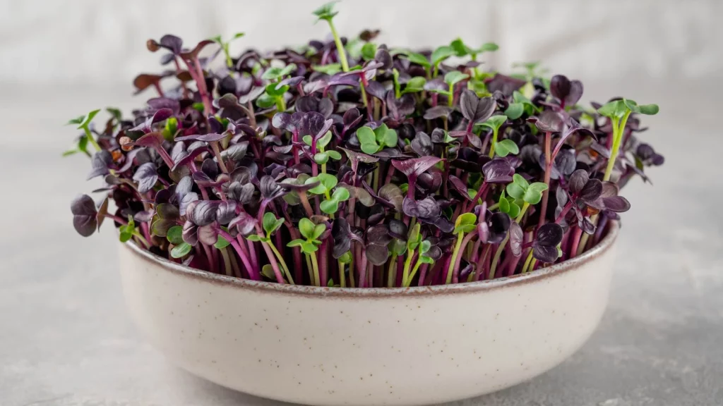 Radish microgreen seeds germinating in a shallow indoor tray with small white roots emerging,