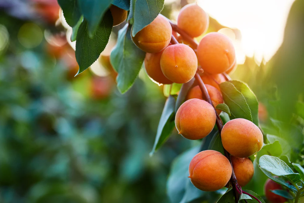 healthy apricot tree with blossom and green leaves in a sunny garden