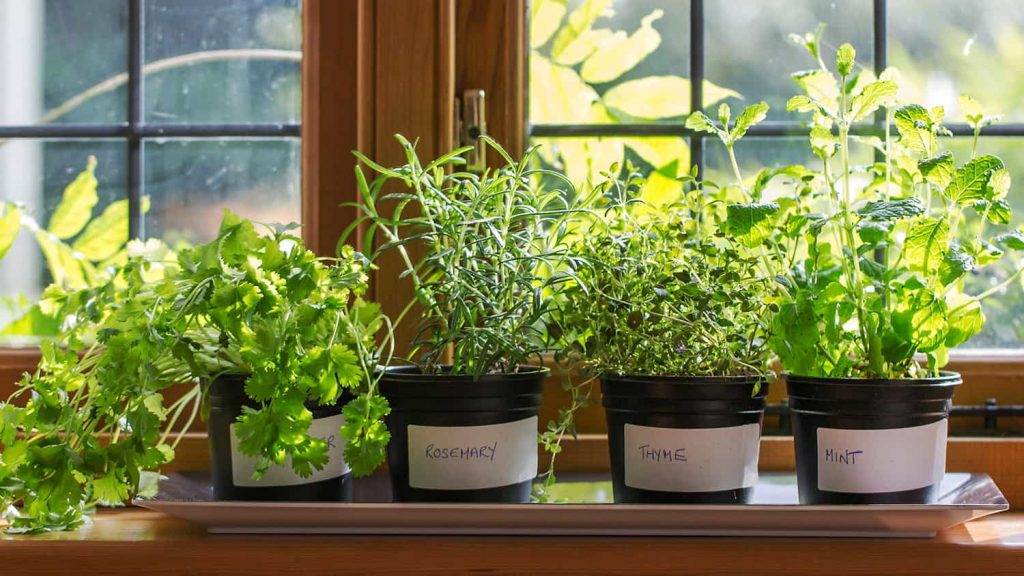 Windowsill planter with labelled medicinal herbs growing together indoors.