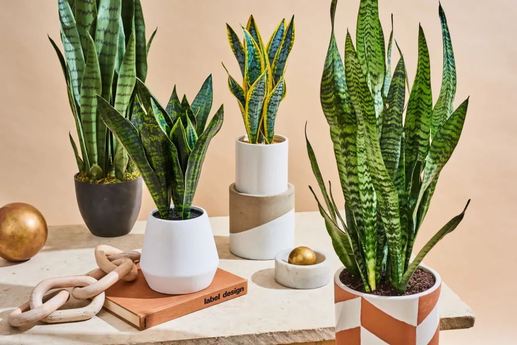 Collection of snake plants in matching pots on a bright indoor shelf