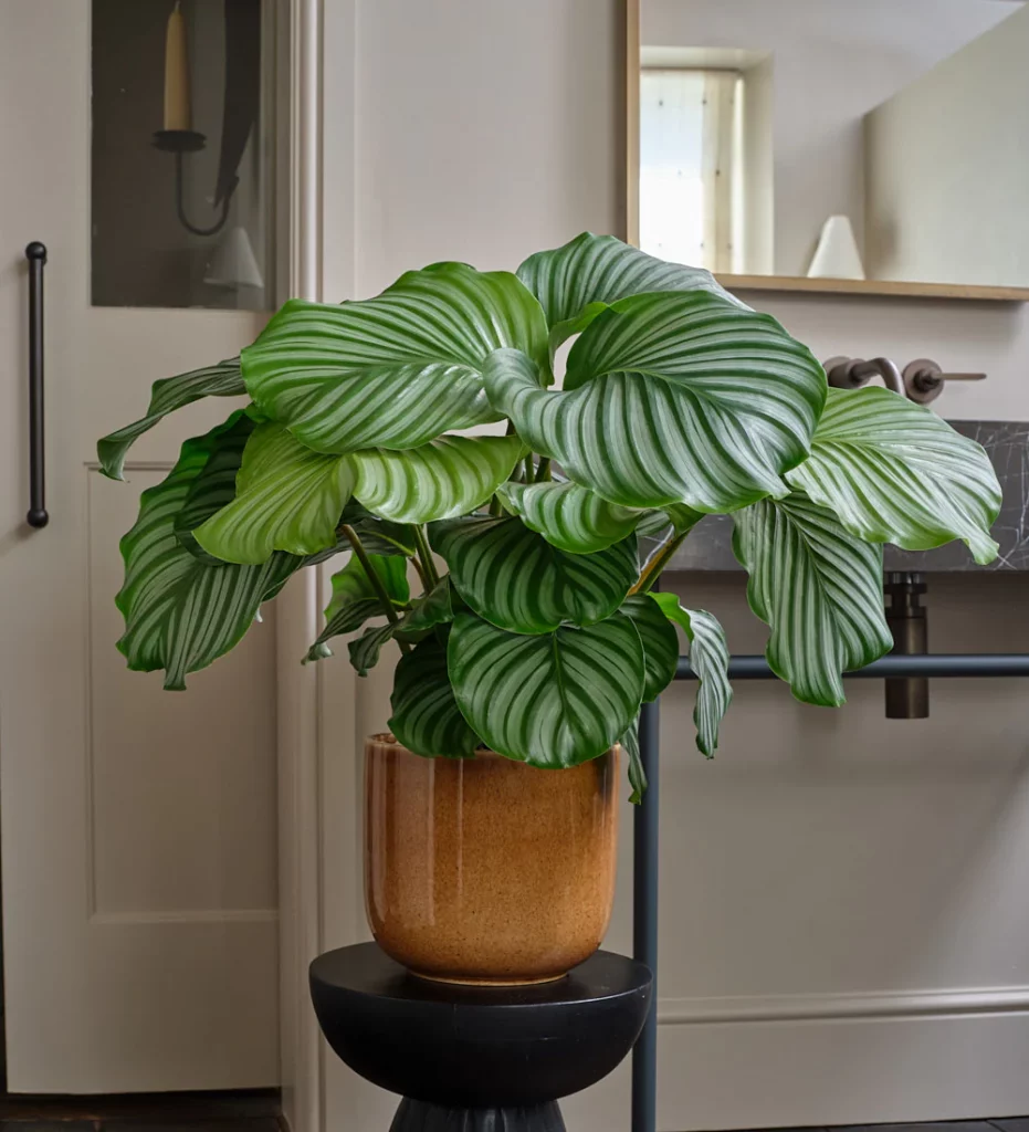 Calathea orbifolia with large striped leaves in bright indirect light indoors