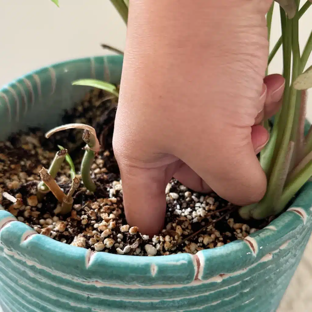 Checking soil moisture at the surface of a plant growing in a self-watering pot