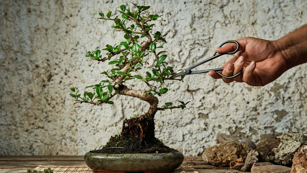 Pruning small branches on a bonsai tree with precision bonsai shears