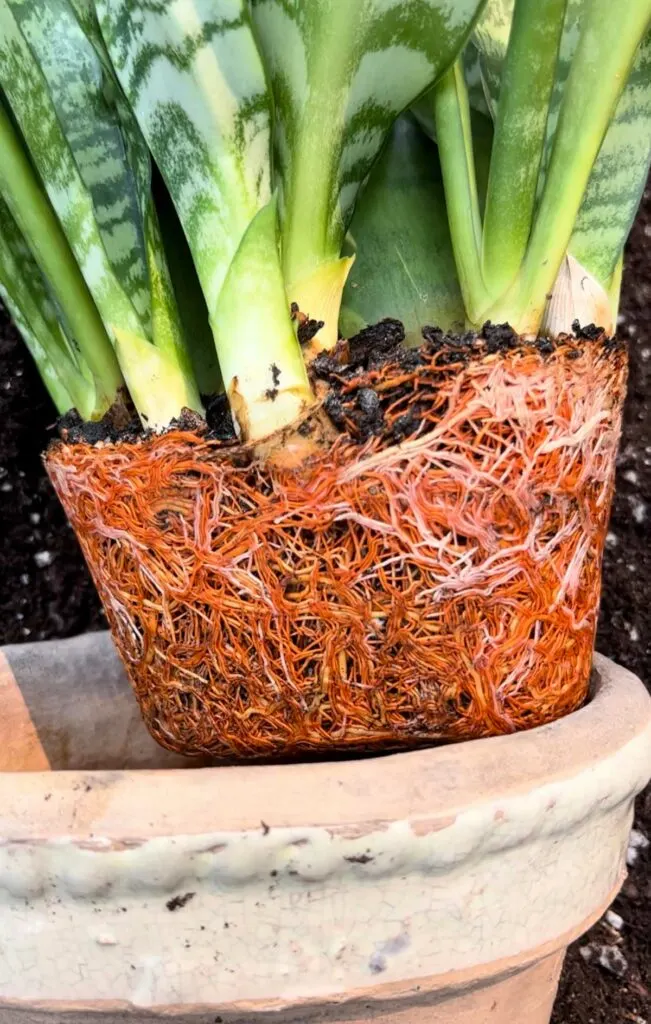 Repotting a snake plant into gritty succulent soil in a terracotta pot.