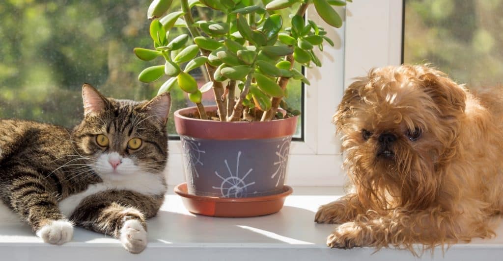 Selection of small pet-safe houseplants in ceramic pots on a shelf