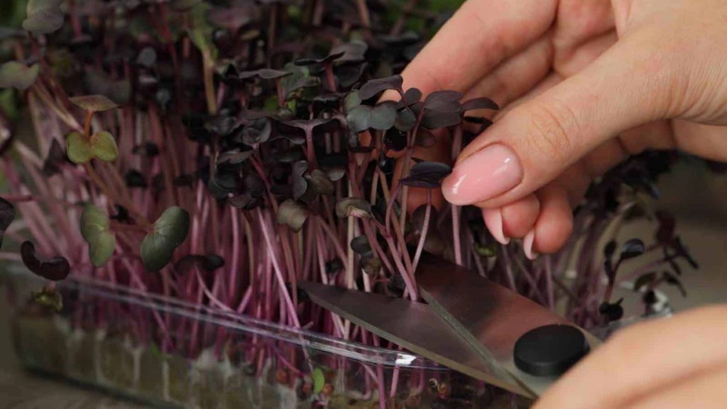 Harvesting microgreens from a shallow tray indoors using scissors