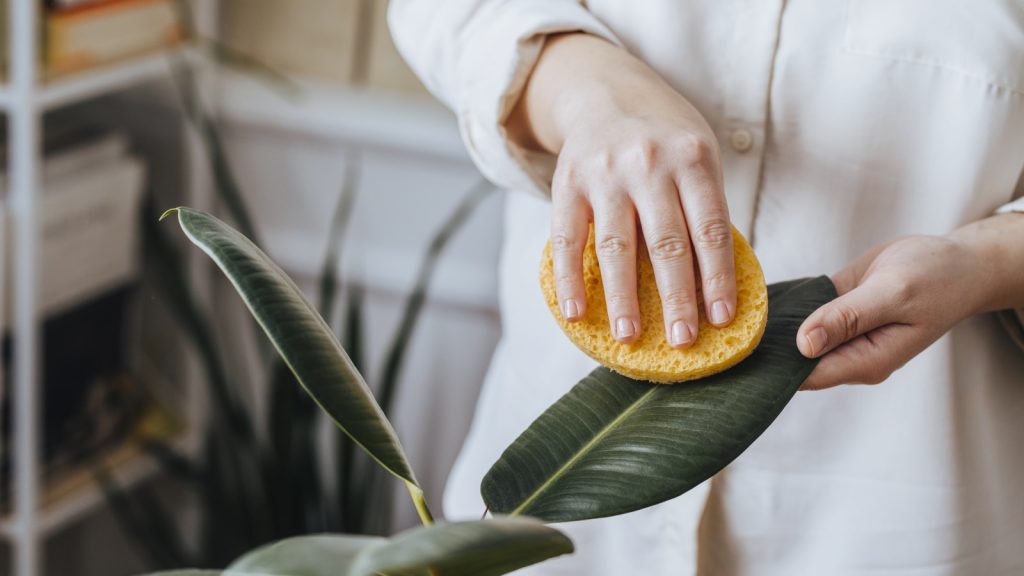 Cleaning dust from a large indoor plant leaf with a soft cloth to keep it healthy