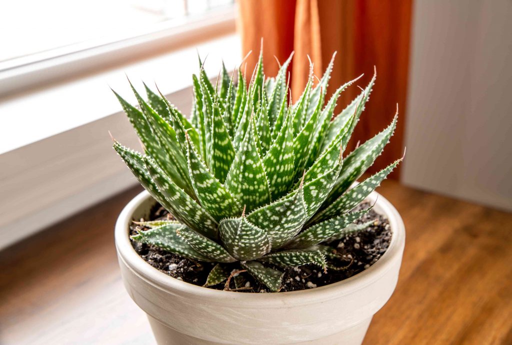 Healthy aloe vera in a terracotta pot on an indoor windowsill