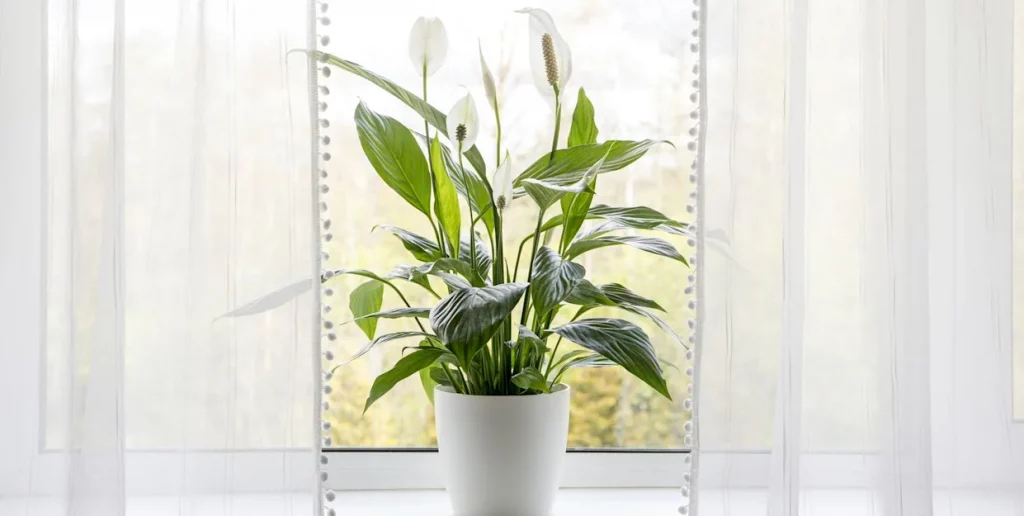 Healthy peace lily with glossy leaves in a white pot in bright indirect light indoors