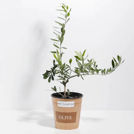 potted olive trees