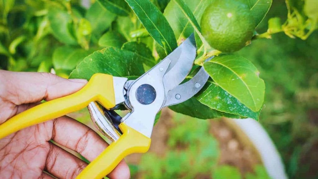 Hand pruning branches on a potted lime tree to keep it compact.