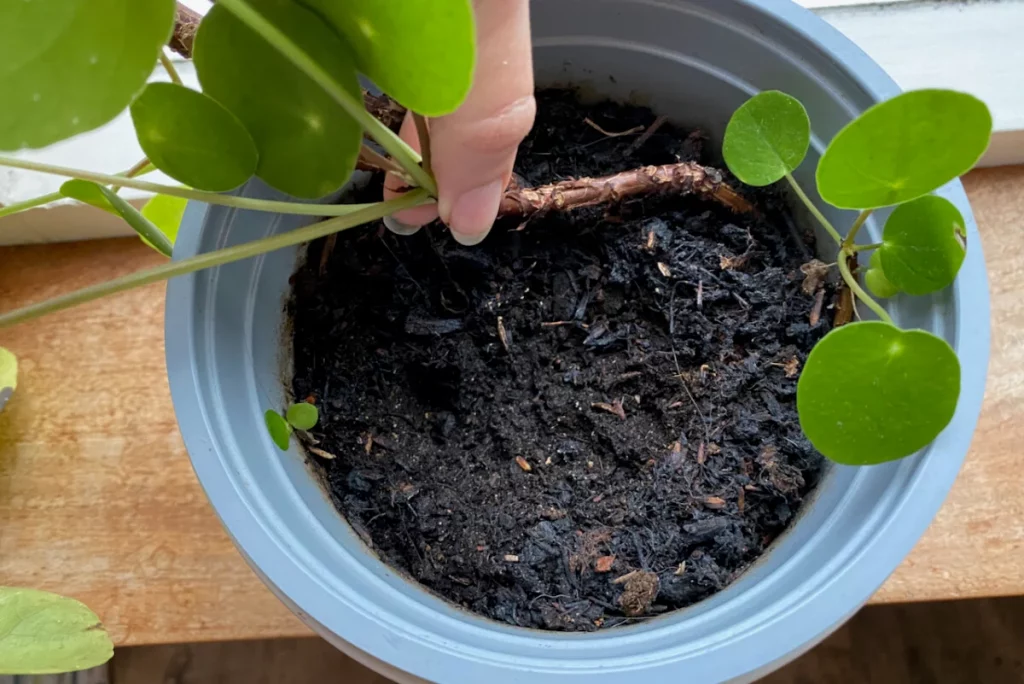 Repotting a Chinese money plant into a slightly larger pot with fresh houseplant compost.
