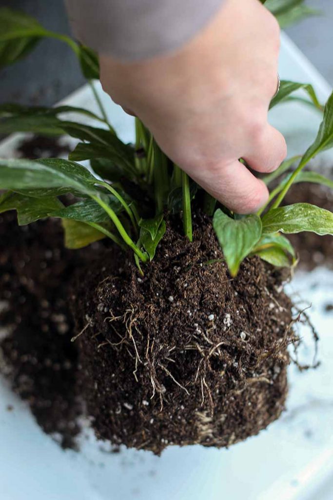 Repotting a peace lily into a slightly larger indoor pot with fresh houseplant compost