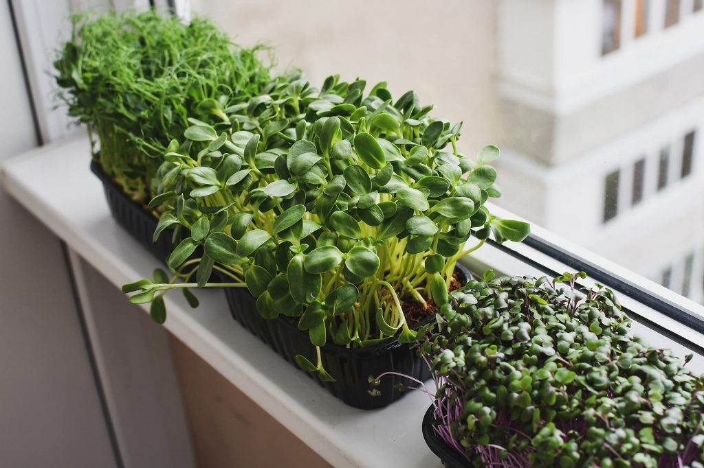 Assorted microgreens growing in shallow trays on an indoor windowsill