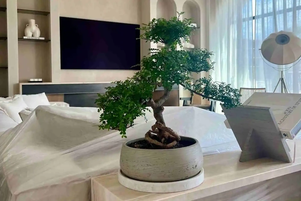 Indoor bonsai tree in a shallow pot placed on a table near a bright window