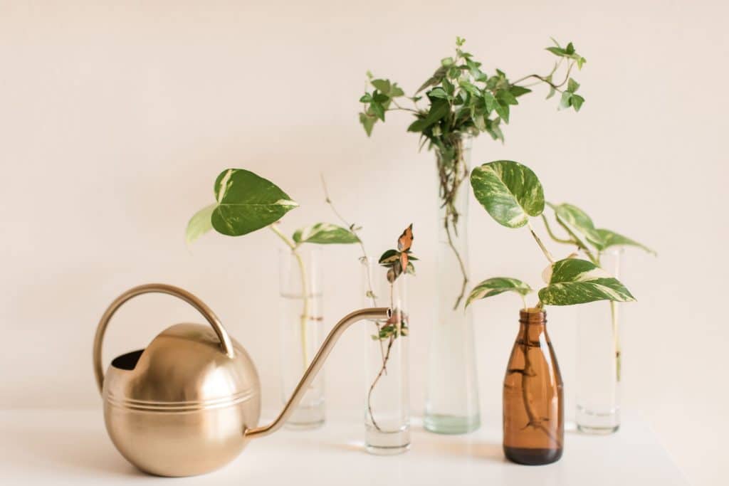 Houseplant stem cuttings on a table with pots and tools ready for propagation